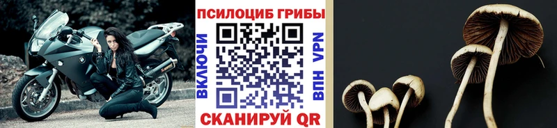 Псилоцибиновые грибы ЛСД  Купить где  Североморск 